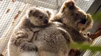 Dua Koala terlihat di tempat penampungan sementara di Kebun Binatang Taronga di Sydney (17/12/2019). Koala-koala itu dipindahkan ke Kebun Binatang Taronga Sydney. Mereka akan berada di sana sampai aman sebelum dikembalikan ke alam liar. (AFP/Taronga Zoo)