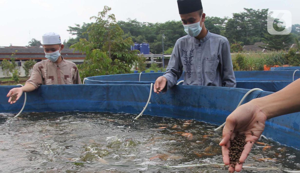 Santri memberi makan ikan mujair nila merah di budidaya ikan Pesantren Ruhama Al Fajar, Citayam, Bogor, Jawa Barat, Selasa (29/6/2021). Di Masa pandemi Covid-19 peran pemulihan ekonomi nasional kini menyasar ke pesantren dalam pemulihan ketahanan pangan. (merdeka.com/Arie Basuki)