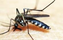 Kemenkes: Nyamuk Wolbachia Baru Disebar di 3 Kota