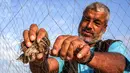 Seorang pria menangkap burung puyuh yang terjerat jaring perangkap di sebuah pantai di Khan Yunis di Jalur Gaza selatan (11/9/2019). Tiap tahun, burung puyuh ulai berdatangan ke pantai-pantai Mediterania pada bulan September. (AFP Photo/Said Khatib)