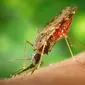 Malaria yang merupakan penyakit infeksi oleh parasit plasmodium ternyata bisa memicu disabilitas. Image by Oberholster Venita from Pixabay