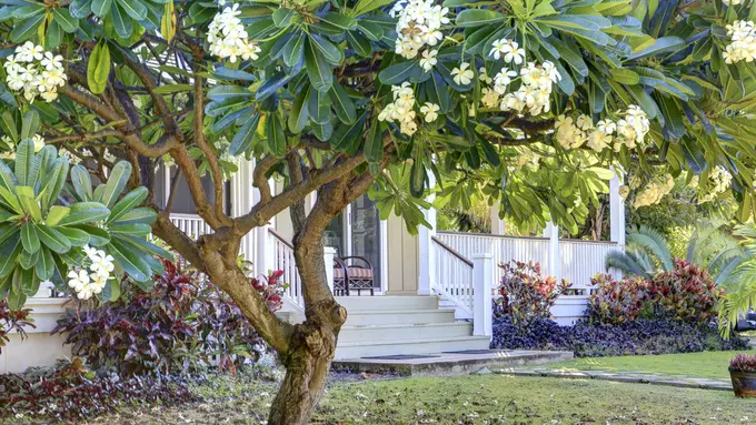 Rekomendasi Pohon dengan Bunga Cantik  yang Aman untuk Pondasi Rumah, Bikin Vibesnya Makin Estetik