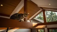 Cara Mencegah Kucing Liar Naik ke Plafon Rumah, Jaga Lingkungan Tetap Bersih