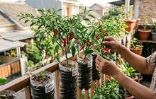 Tips Tanaman Cabai di Botol Bekas Cepat Berbunga dan Berbuah, Panen di Lahan Sempit