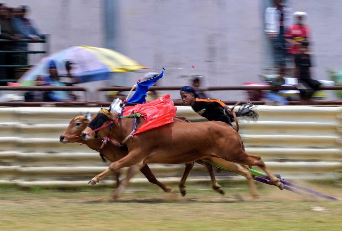 FOTO: Adu Cepat Karapan Sapi di Bangkalan Madura