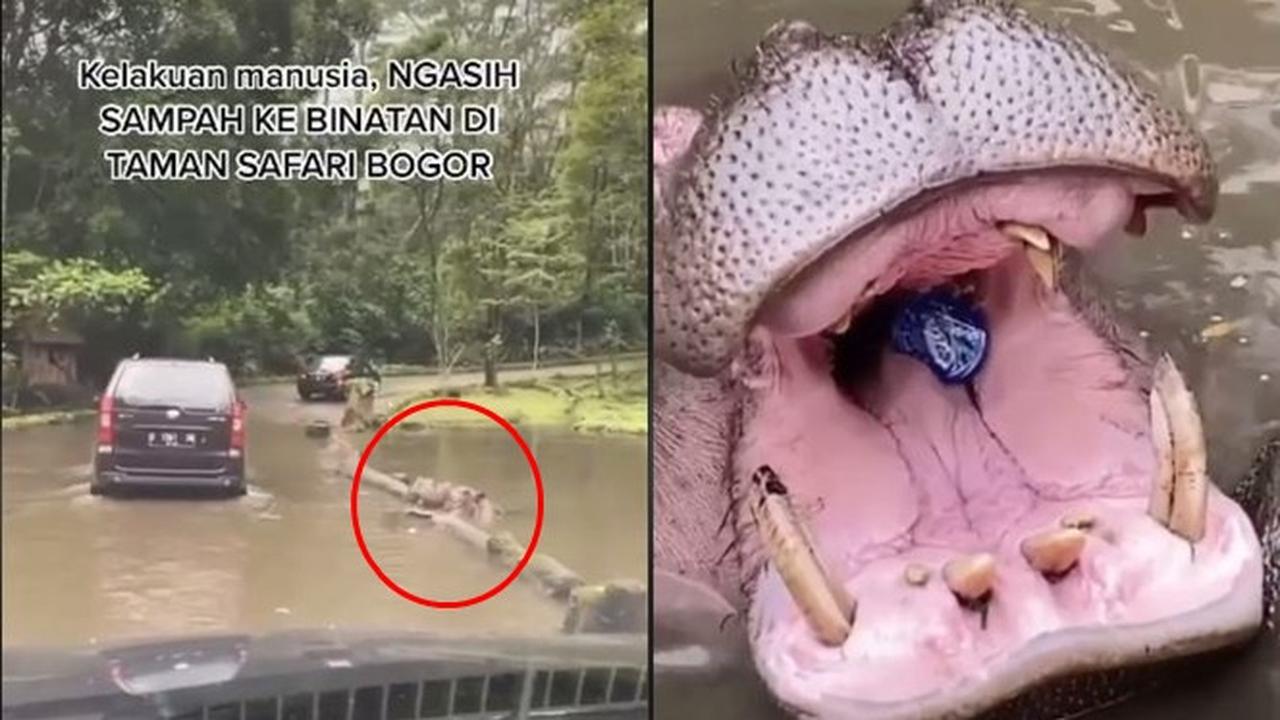 Pengunjung Taman Safari Lempar Botol ke Mulut Kuda Nil, Pelaku Jadi Buron