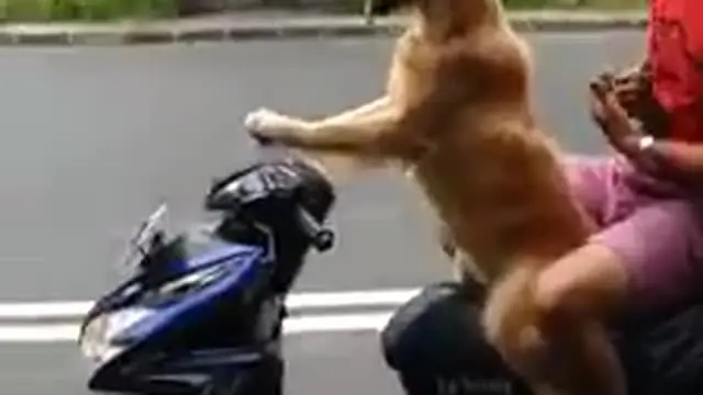 Seekor anjing mengendarai sepeda motor dan melintasi jalan raya