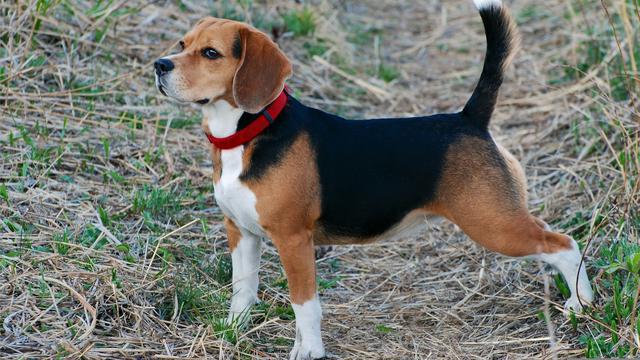 Beagle