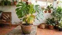 Cara Mengatasi Daun Tanaman Hias Menguning, Kenali Penyebabnya Sebelum Tanaman Makin Layu