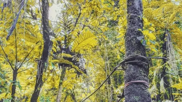 Pepohonan yang rindang di Desa Wisata Batulayang