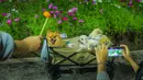 Sekumpulan anjing yang menjadi pusat perhatian pengunjung di Charming Chiang Mai Flower Festival pada Kamis (11/12/2025). (Bola.com/Bagaskara Lazuardi)
