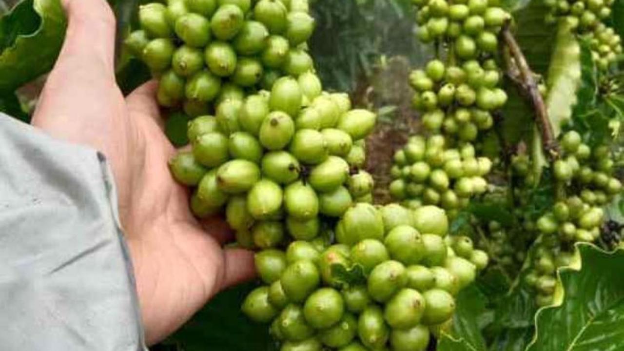 Dukungan Petani Kopi Purbalingga Ditingkatkan, Produktivitas dan Hilirisasi Jadi Prioritas