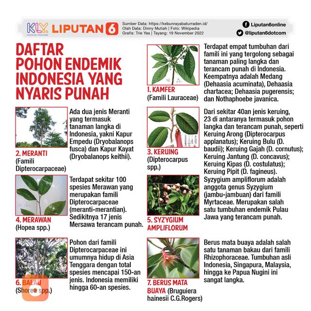 Infografis Pohon-Pohon Endemik Indonesia yang Terancam Punah