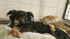 Seekor anjing dan seekor anak harimau di ruang khusus Taman Botani dan Kebun Binatang Cincinnati, AS, Kamis (9/3). Anjing bernama Blakely tersebut menjadi ibu asuh bagi tiga bayi harimau Malaya yang ditolak ibu kandungnya. (Dawn Strasser / AP)