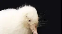 Manukura, burung kiwi putih langka yang mati di pusat konservasi. (dok. Instagram @pukahanz/https://www.instagram.com/p/CJURa_qM6BI/Dinny Mutiah)