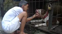 Anjing Pitbull bernama Julio Cesar alias Sapi kondisinya semakin membaik di tempat penitipan anjing di Kota Malang, Jawa Timur  (Zainul Arifin/Liputan6.com)