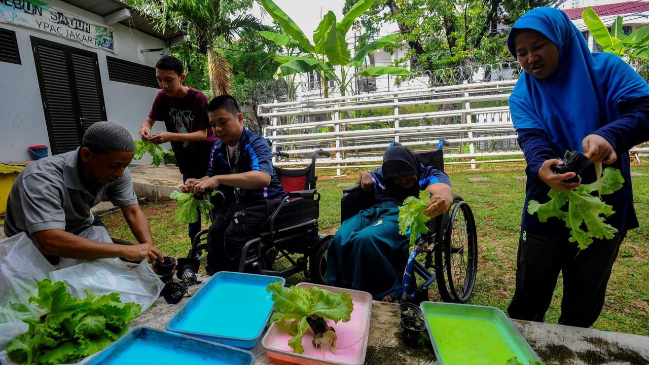 Murid difabel panen selada air di kebun hidroponik YPAC