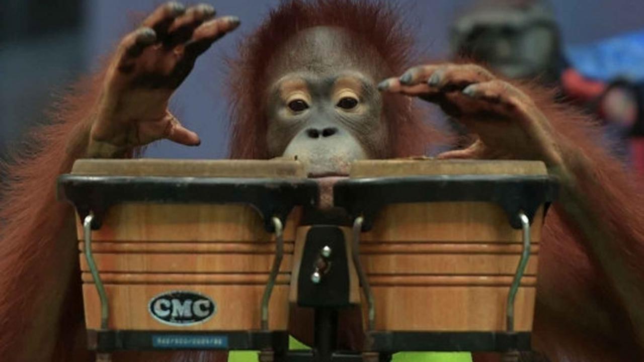 Aksi seru dan lucu orang utan bertanding Muay Thai