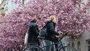 Dua wanita berjalan melewati sebuah jalan yang dipenuhi dengan bunga sakura bermekaran di Berlin tengah, Jerman pada 23 April 2019. Pohon sakura di Jerman memang lazim ditanam di ruang-ruang terbuka hijau, selain sebagai peneduh juga untuk mempercantik kota. (John MACDOUGALL / AFP)