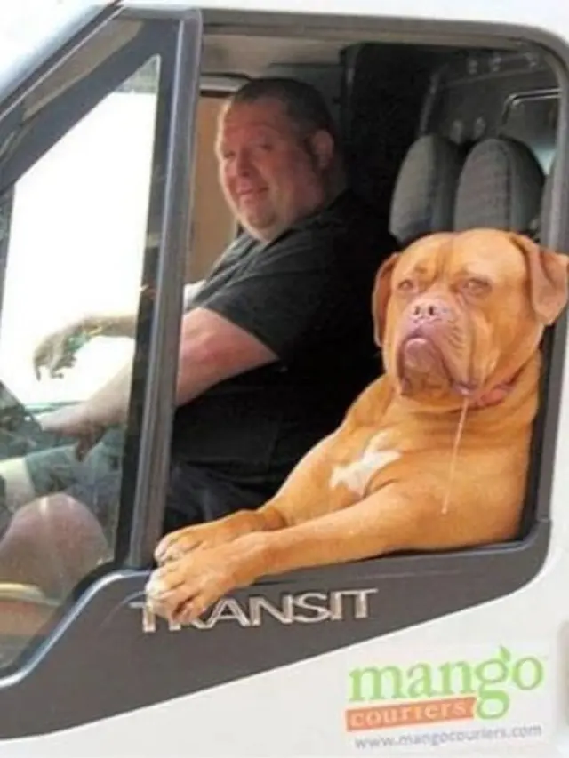 Anjing yang mirip dengan hewan peliharaannya.