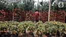 Calon pembeli memfoto pohon jeruk Kim Kit dengan smartphone di Meruya, Jakarta Barat, Selasa (25/1/2022). Permintaan pohon jeruk Kim Kit mengalami peningkatan jelang perayaan Imlek karena dipercaya dapat membawa keberuntungan. (merdeka.com/Iqbal S. Nugroho)