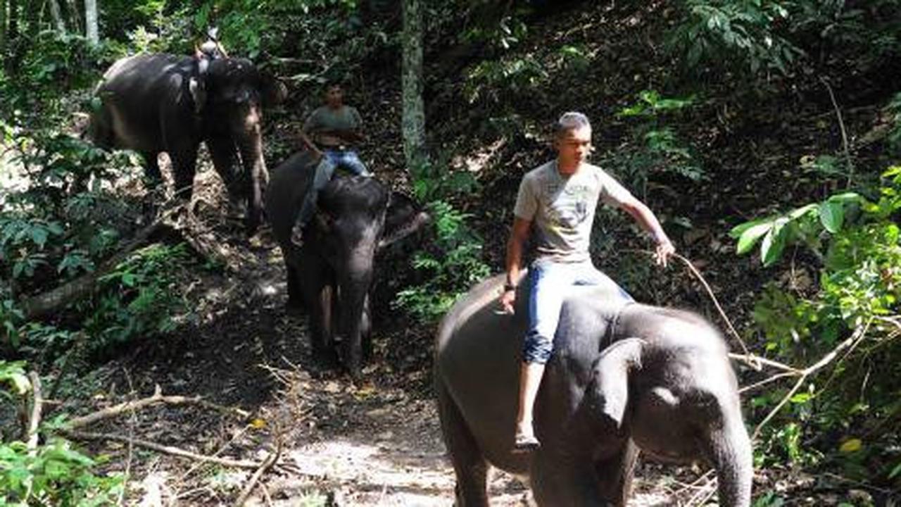 Menengok gajah penolong dampak tsunami Aceh    