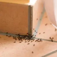 Ilustrasi Semut/https://www.shutterstock.com/Shestakoff&nbsp;