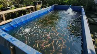 Ide Usaha Ikan Nila untuk Pensiunan Pemula: Raih Cuan Produktif di Masa Senja