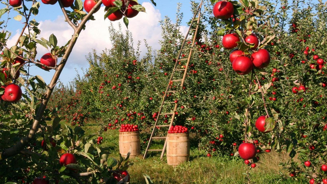 Tanaman Bisa Jadi Ladang Cuan, Ini Bisnis Tanaman Paling Menguntungkan Saat Ini