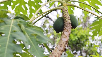 3 Cara Menghilangkan Rasa Pahit Daun Pepaya, Tak Cuma Pakai Tanah Liat