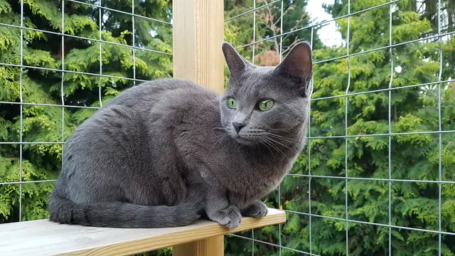 Korat Cat