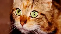 Kucing dan Anjing Punya `Indra Ke-6`! Melihat yang Tak Kasat Mata