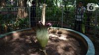 Bunga Bangkai (Amorphophallus Titanum) yang ada di kawasan Arboretum di Kementerian Lingkungan Hidup dan Kehutanan, Jakarta, Jumat (10/12/2021). Keberadaan bunga bangkai juga dilindungi dengan Peraturan Pemerintah Nomor 7 tahun 1999. (Liputan6.com/Herman Zakharia)