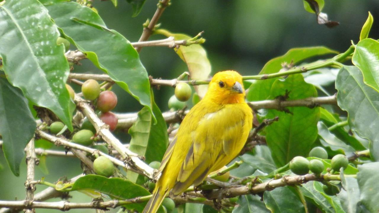 Jenis Pakan Burung Kenari