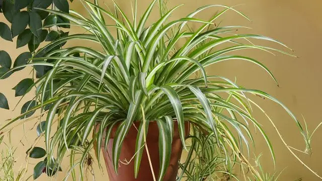 Spider Plant
