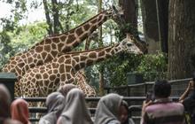 Catat! Kendaraan Tanpa STNK Dilarang Masuk ke Taman Margasatwa Ragunan