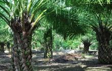 Astra Agro Lestari bagi dividen Rp 995 per saham