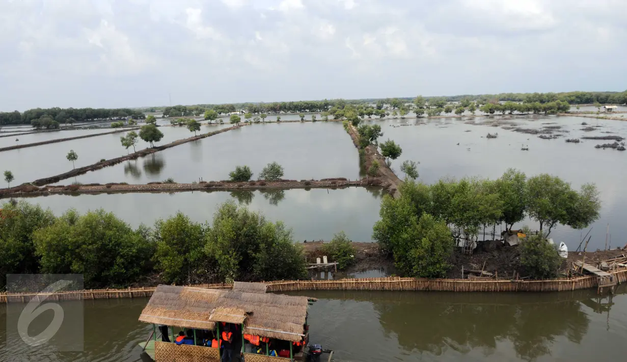 Suasana di kawasan hutan mangrove Karangsong, Indramayu, Jawa Barat, Jumat (15/1). Kawasan tersebut merupakan Mangrove Center di Jawa Barat yang memiliki lebih dari 15.000 pohon bakau yang ditanam sejak 2010. (Liputan6.com/Helmi Afandi)