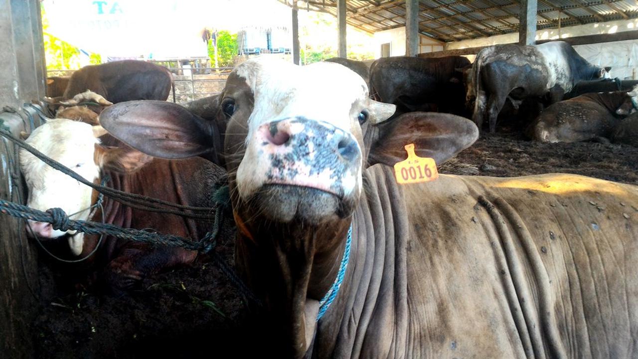Sapi dan kambing menjadi hewan kurban utama di Indonesia. (Foto: Liputan6.com/Muhamad Ridlo)