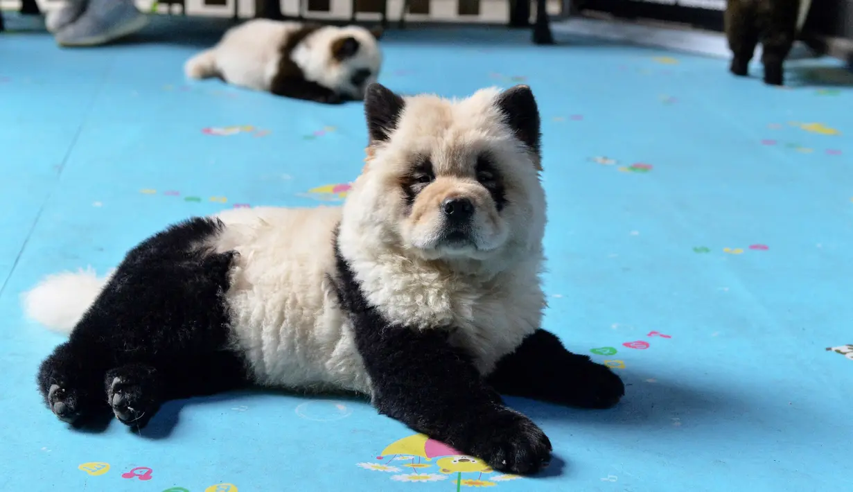 Seekor anjing jenis Chow Chow dicat menjadi putih dan hitam di kafe bernama Cute Pet Games di kota Chengdu, China, 23 Oktober 2019. Kafe ini memicu perdebatan panas para netizen tentang perawatan hewan akibat mengecat anjing-anjing itu menyerupai panda. (STR / AFP)