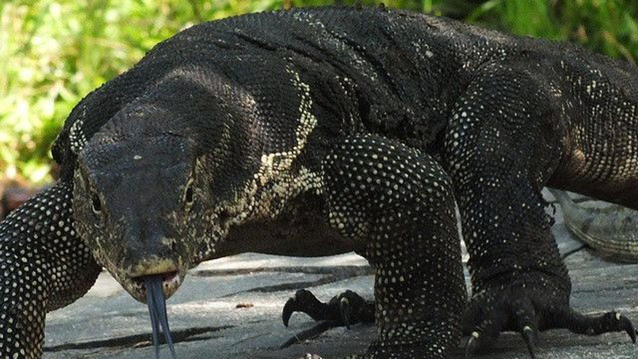 Melihat Banyak Biawak