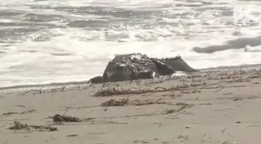 Pantai Florida AS heboh dengan kemunculan seekor buaya.