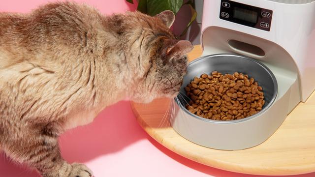 Cat Eating