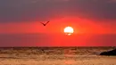 Seekor burung terlihat siluet selama matahari terbenam di Laut Baltik di Heidekate, Jerman utara, (31/7). (AP Photo/Frank Molter)