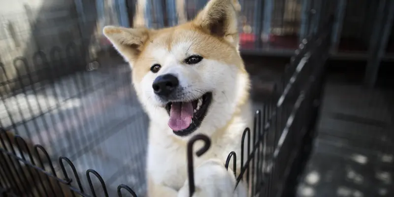 Melihat Lucunya Anjing Akita Jepang yang Digemari Tokoh Dunia