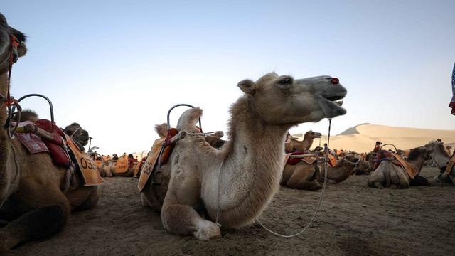 Sensasi Naik Unta Menjelajahi Padang Pasir China