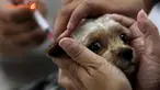 Gubernur Bali Made Mangku Pastika meminta masyarakat untuk mengandangkan hewan peliharaan mereka, terutama anjing. Hal itu seiring posisi daerah setempat masuk zona merah kasus rabies.