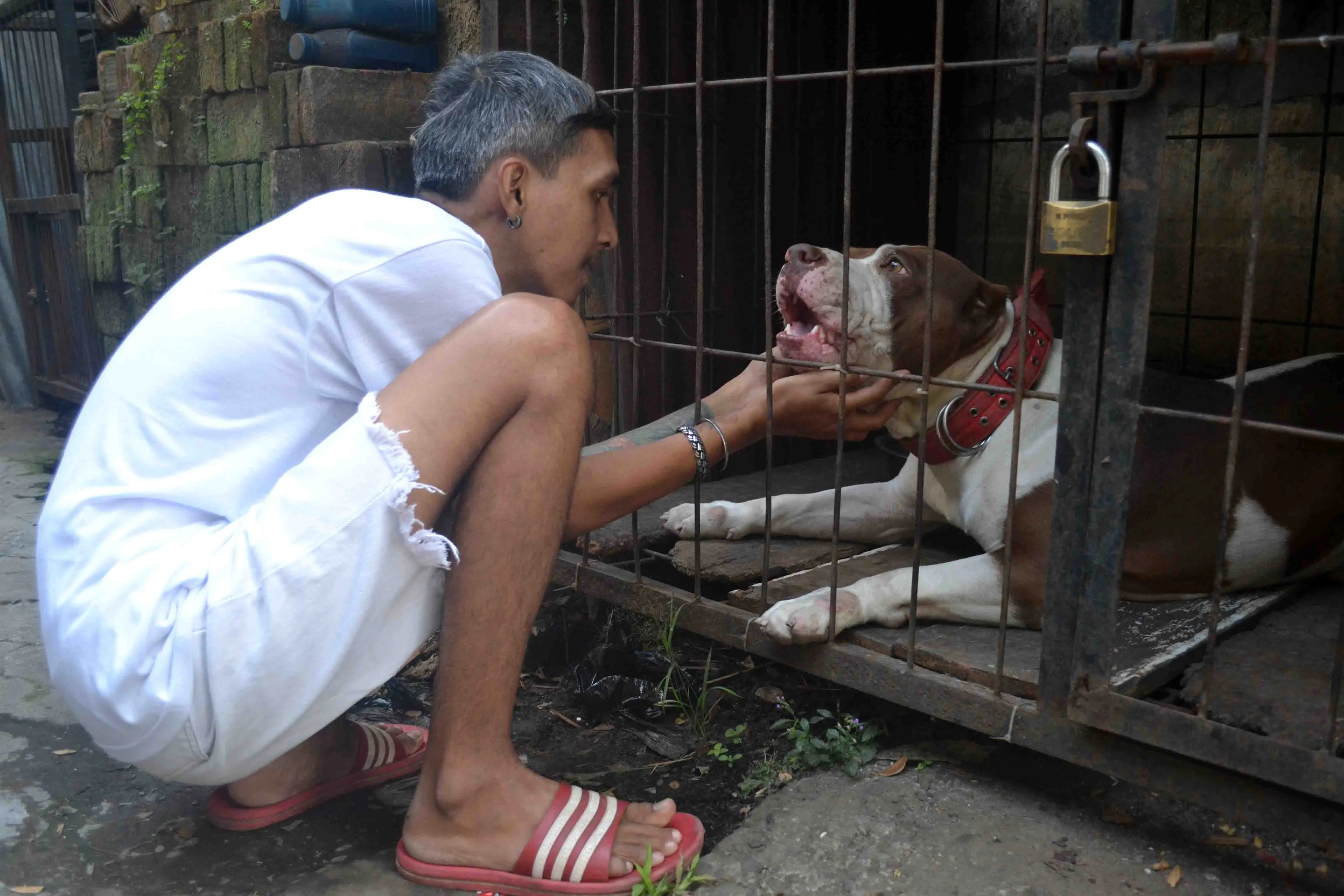 Anjing Pitbull bernama Julio Cesar alias Sapi kondisinya semakin membaik di tempat penitipan anjing di Kota Malang, Jawa Timur  (Zainul Arifin/Liputan6.com)