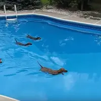 Kamu harus menyaksikan sendiri lima anjing yang imut saling mendahuli dan berenang sekuat tenaga. 