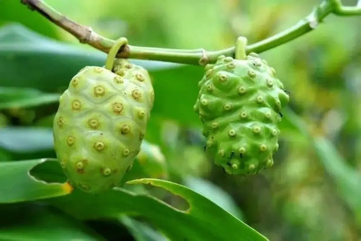 buah mengkudu